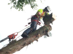 chogging tree chogging tree