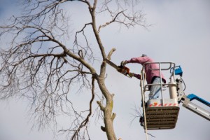 Trimming trees with lift Trimming trees with lift