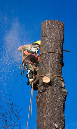 Section felling Section felling